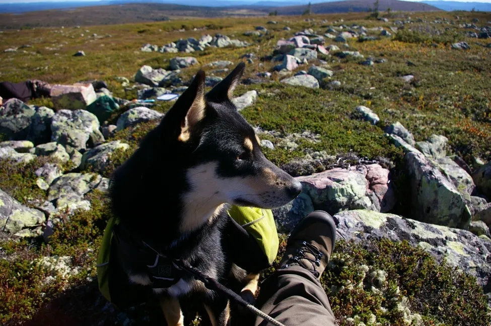 Klicka för att förstora