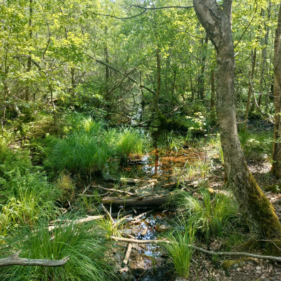 Klicka för att förstora