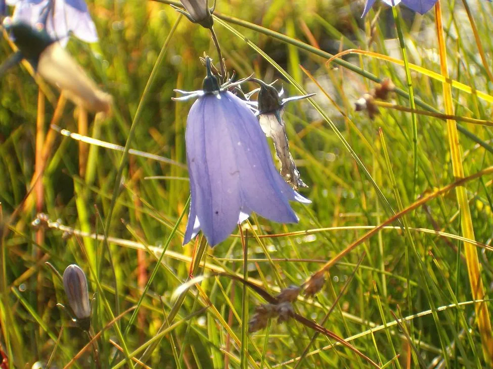 Klicka för att förstora