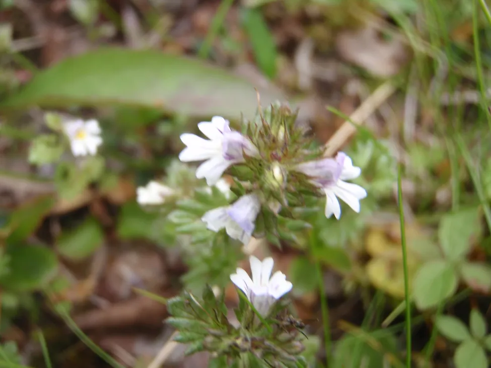 Klicka för att förstora