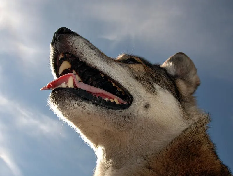 Klicka för att förstora