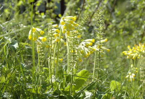 De vilda blommornas dag 17 juni