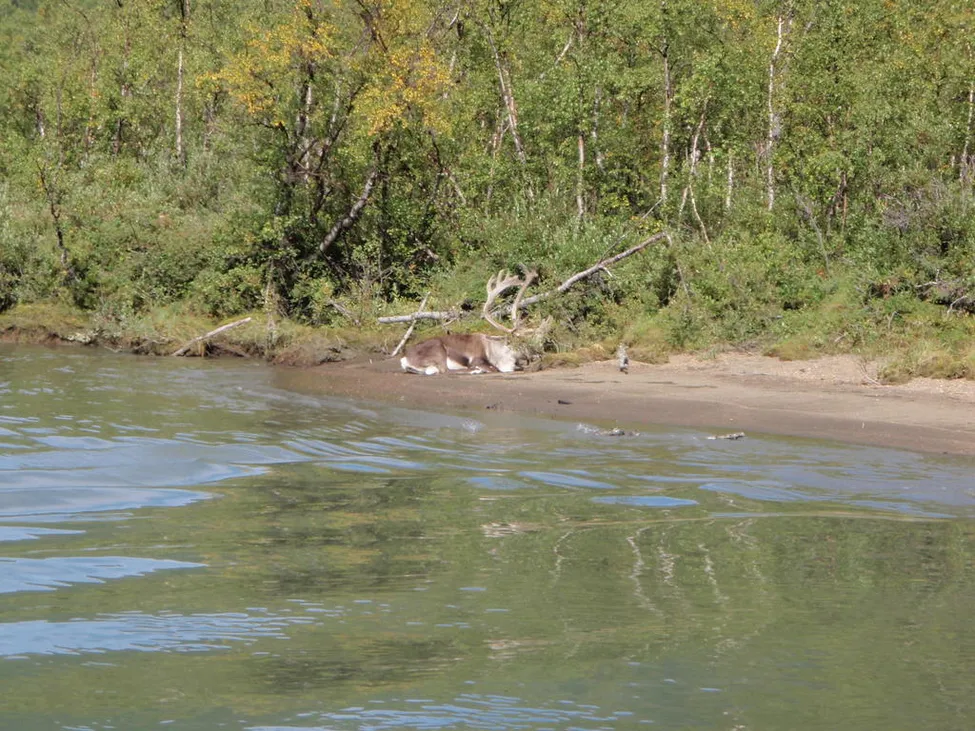 Klicka för att förstora