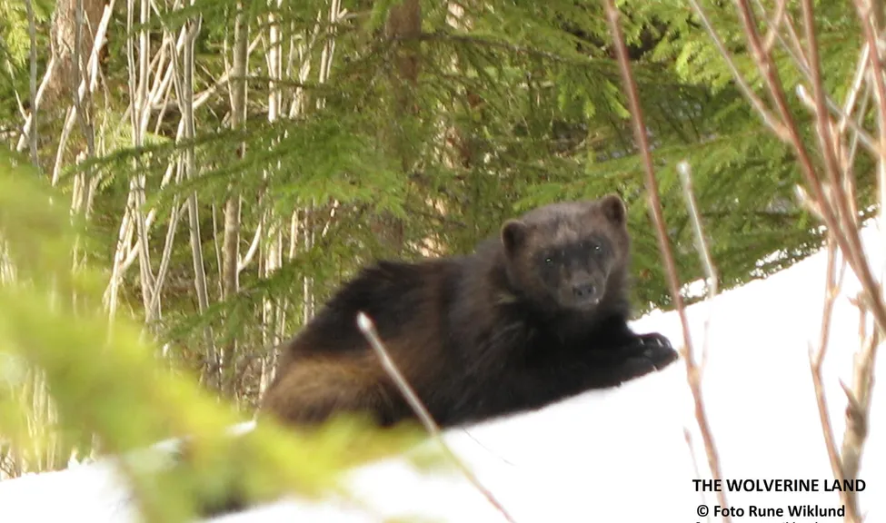 Klicka för att förstora
