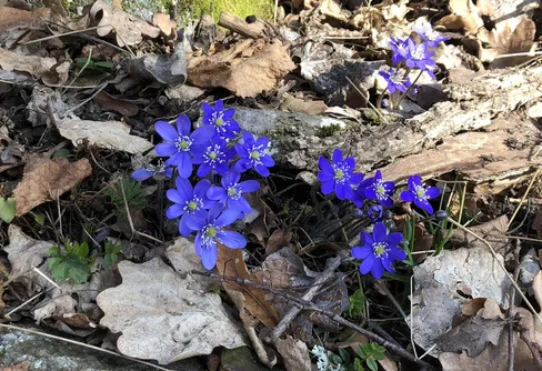 Vårkollen - för klimatets skull