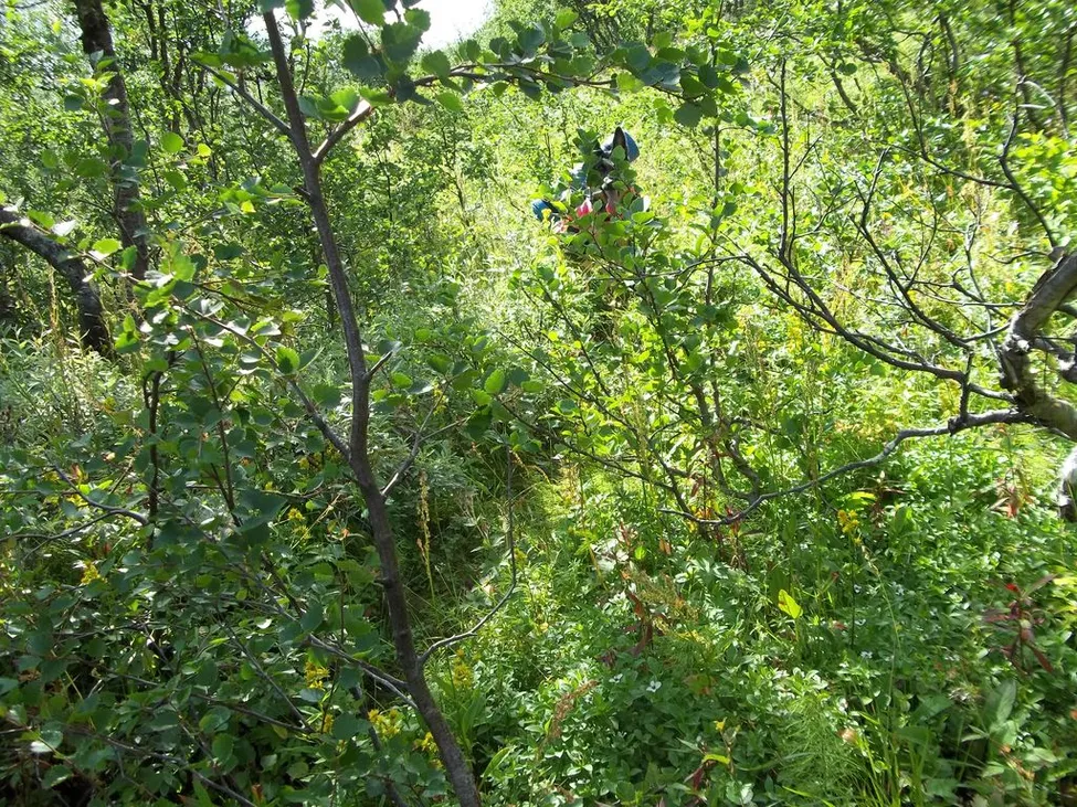 Klicka för att förstora