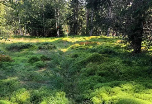 Dags igen för lokala naturvårdens dagar