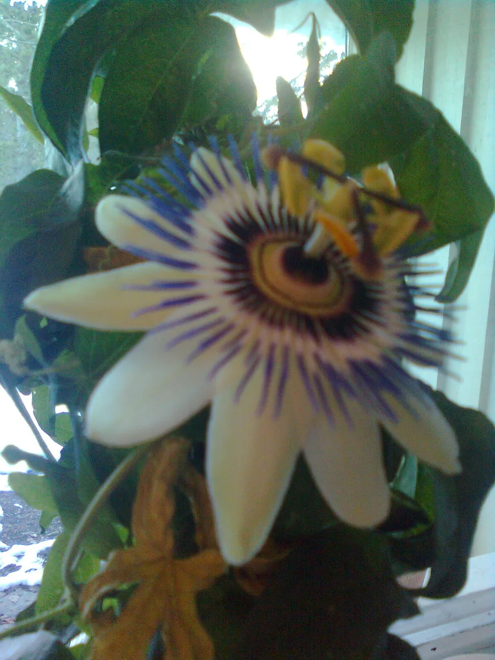 Klicka för att förstora