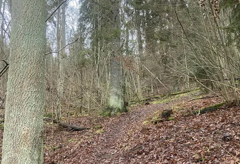 Junebäckens källor 251214