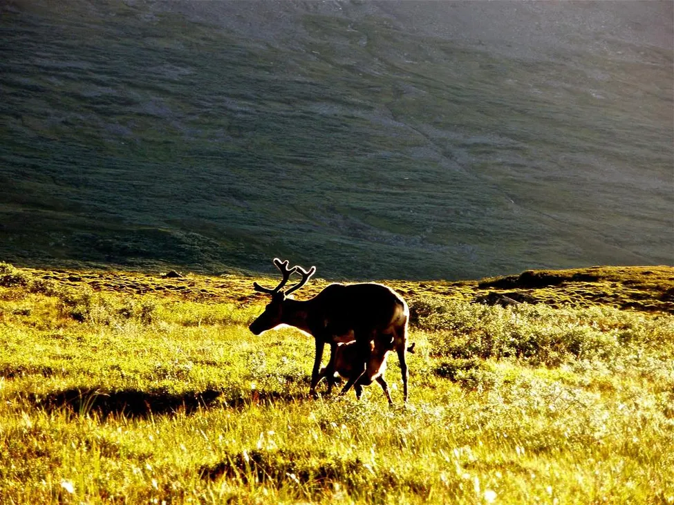 Klicka för att förstora