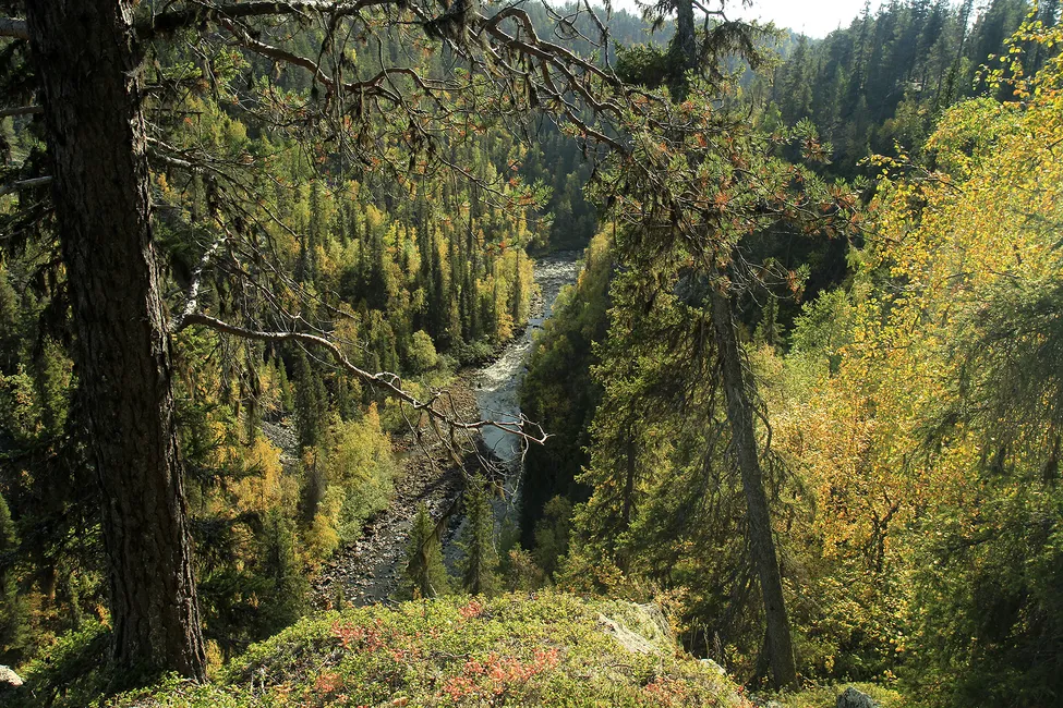 Klicka för att förstora