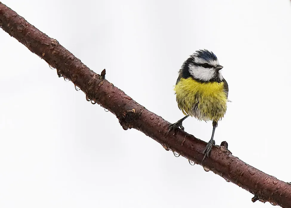 Klicka för att förstora