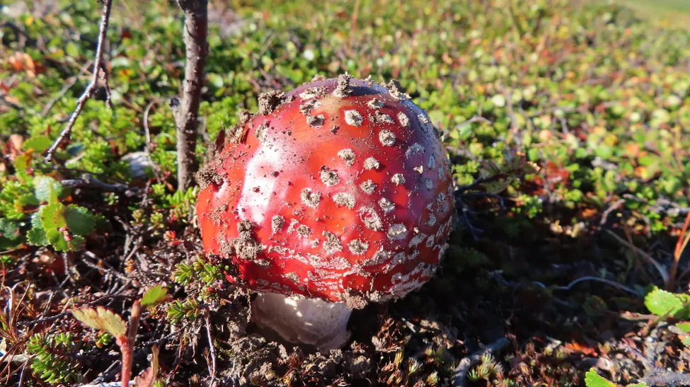 Klicka för att förstora