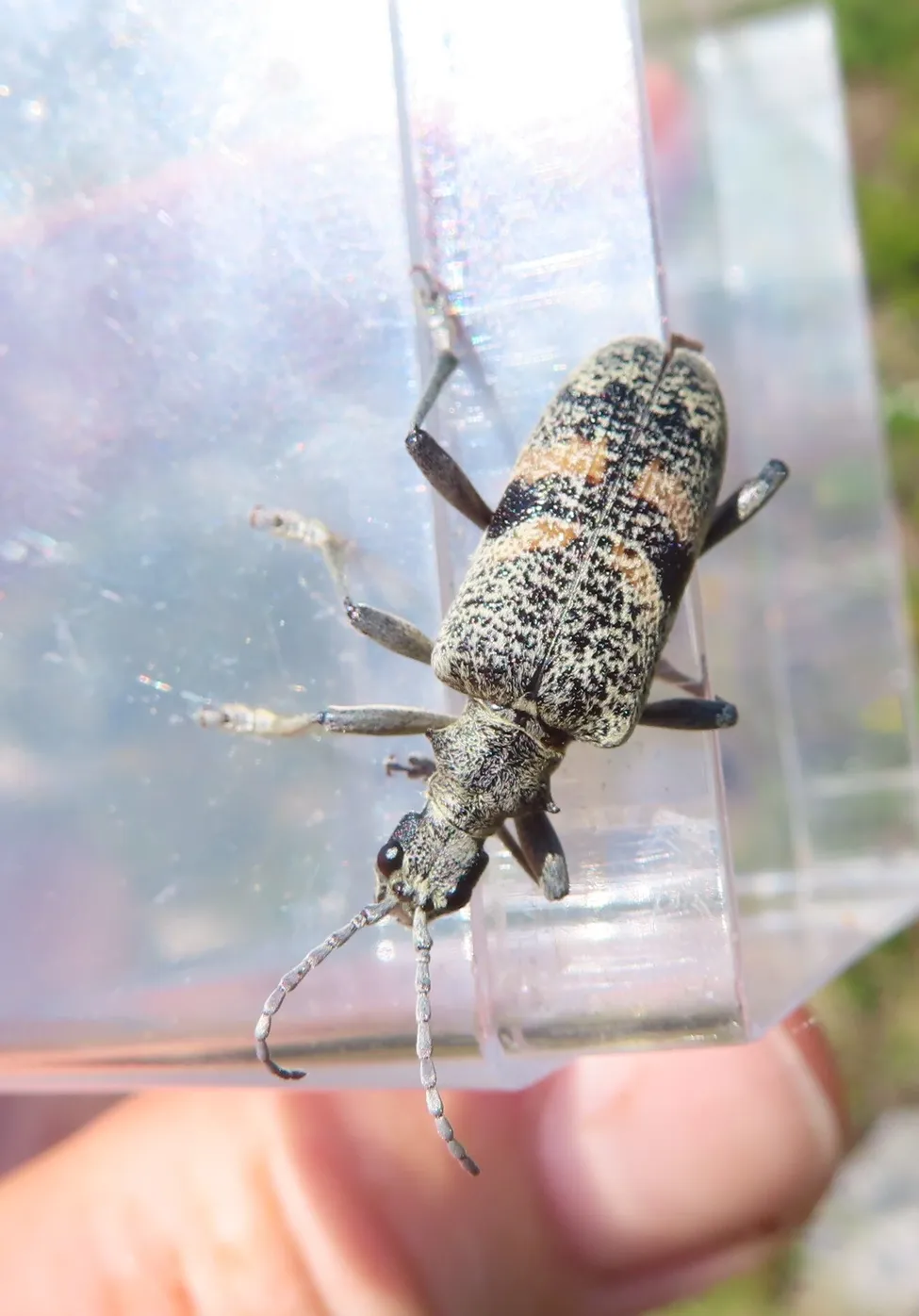 Klicka för att förstora