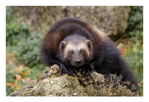 Antalet järvar ökar både i Sverige och i Norge