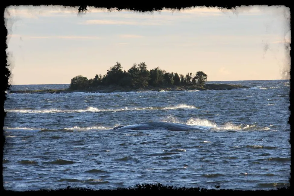 Klicka för att förstora