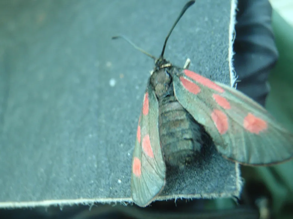 Klicka för att förstora