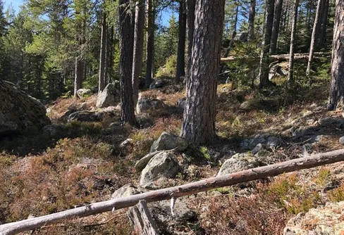 Många vill vara i naturen nu