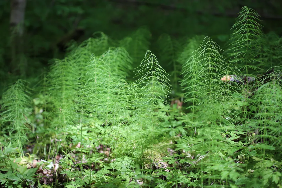 Klicka för att förstora