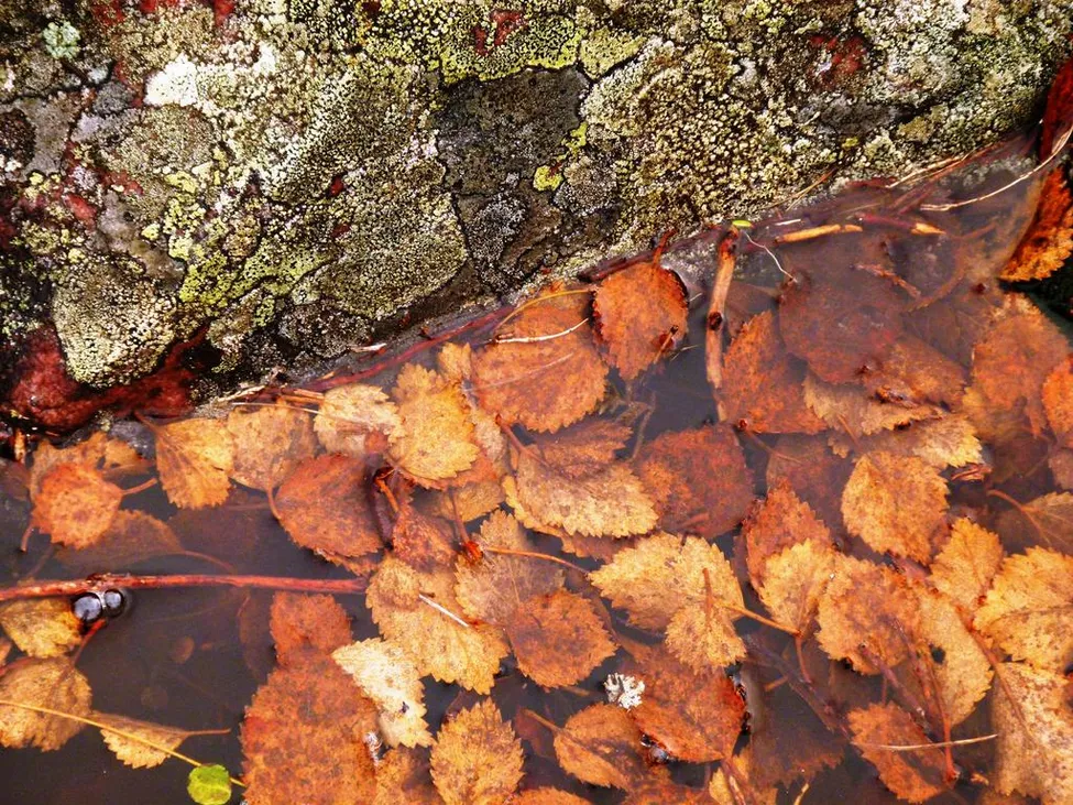 Klicka för att förstora