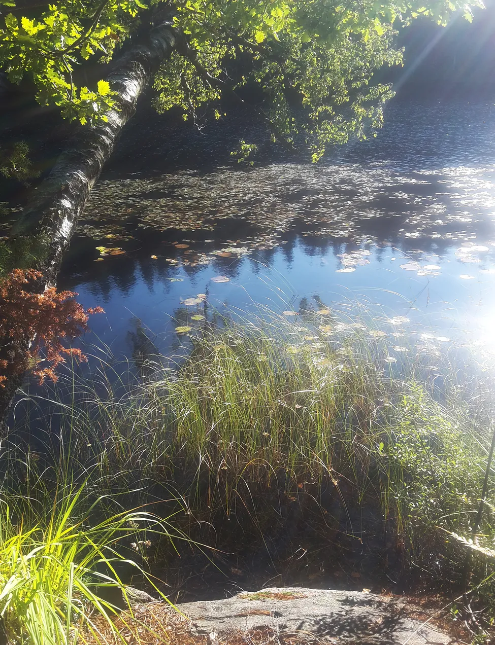 Klicka för att förstora