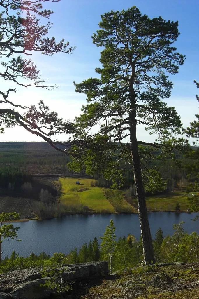 Klicka för att förstora