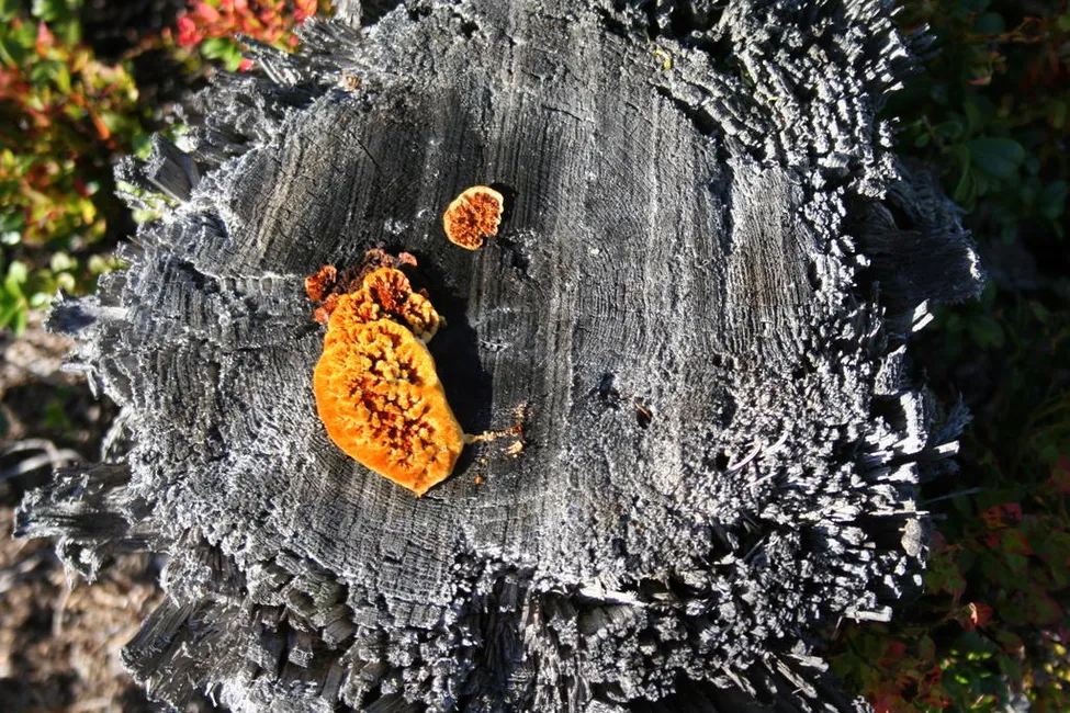 Klicka för att förstora