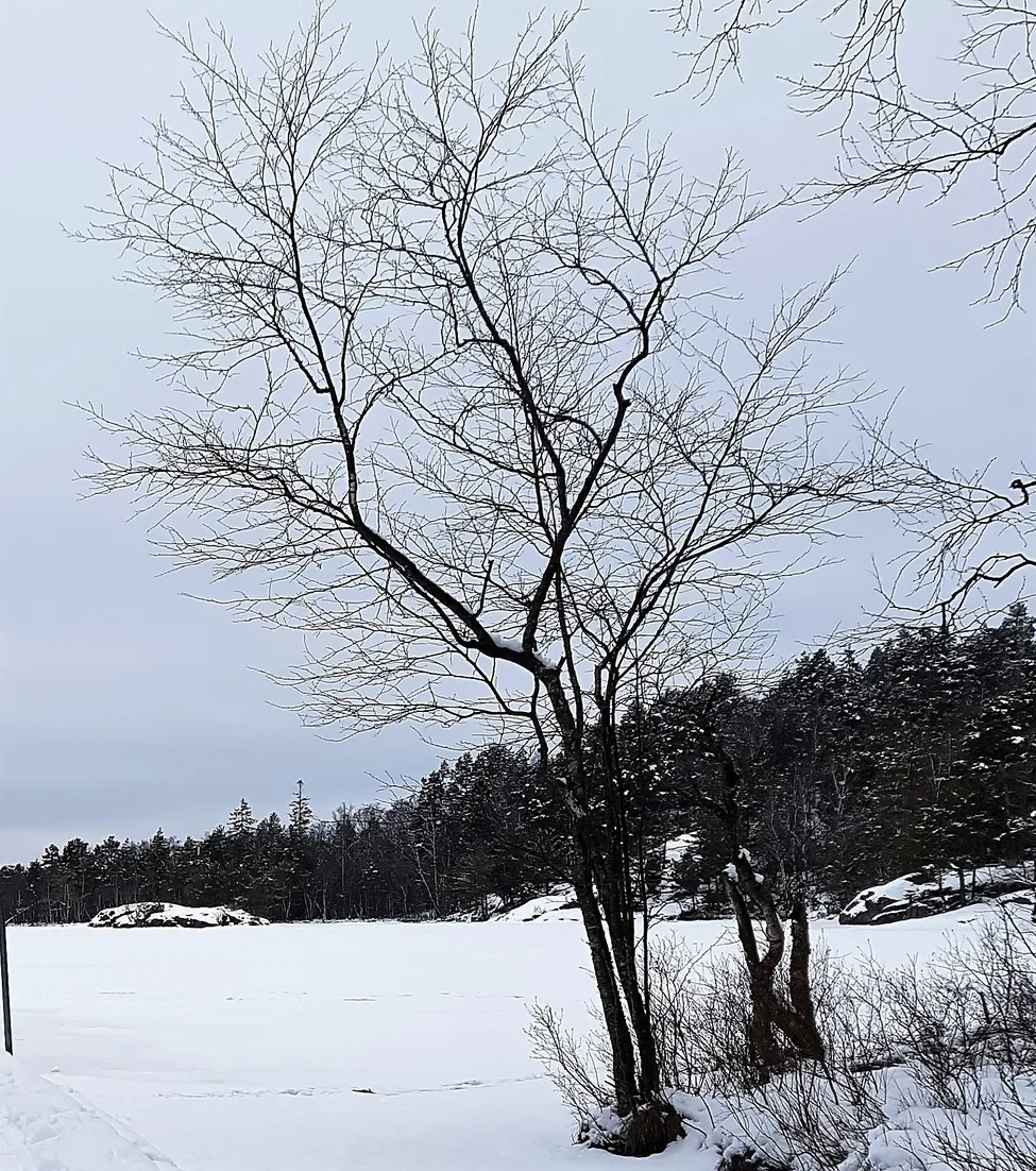 Klicka för att förstora
