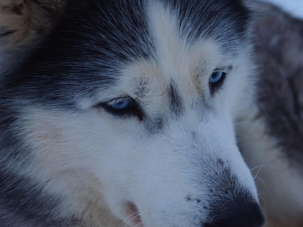 Klicka för att förstora