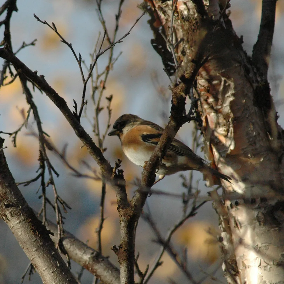 Klicka för att förstora