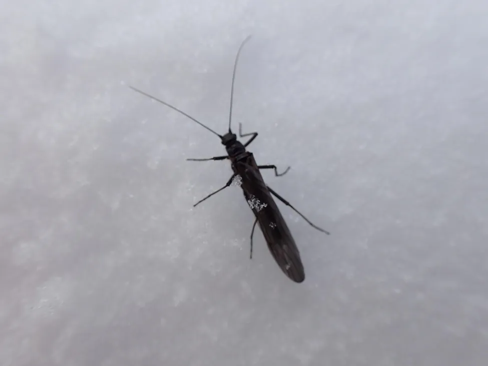 Klicka för att förstora