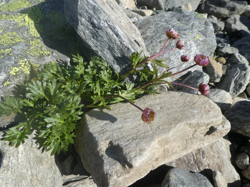 Klicka för att förstora