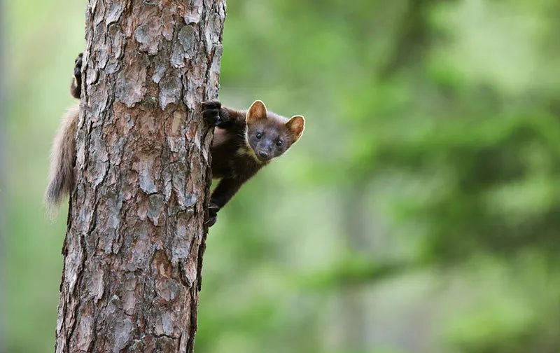 Klicka för att förstora