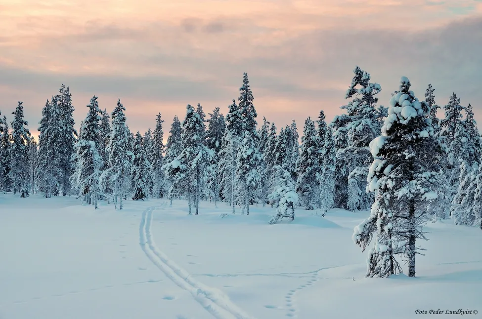 Klicka för att förstora