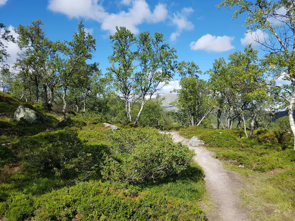 Klicka för att förstora