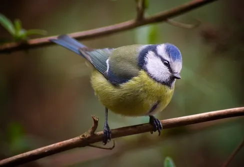 Final i Fågelmelodifestivalen