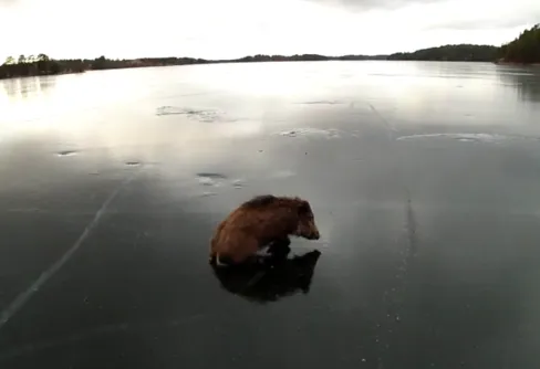 Vildsvin på hal is räddas av skridskoåkare