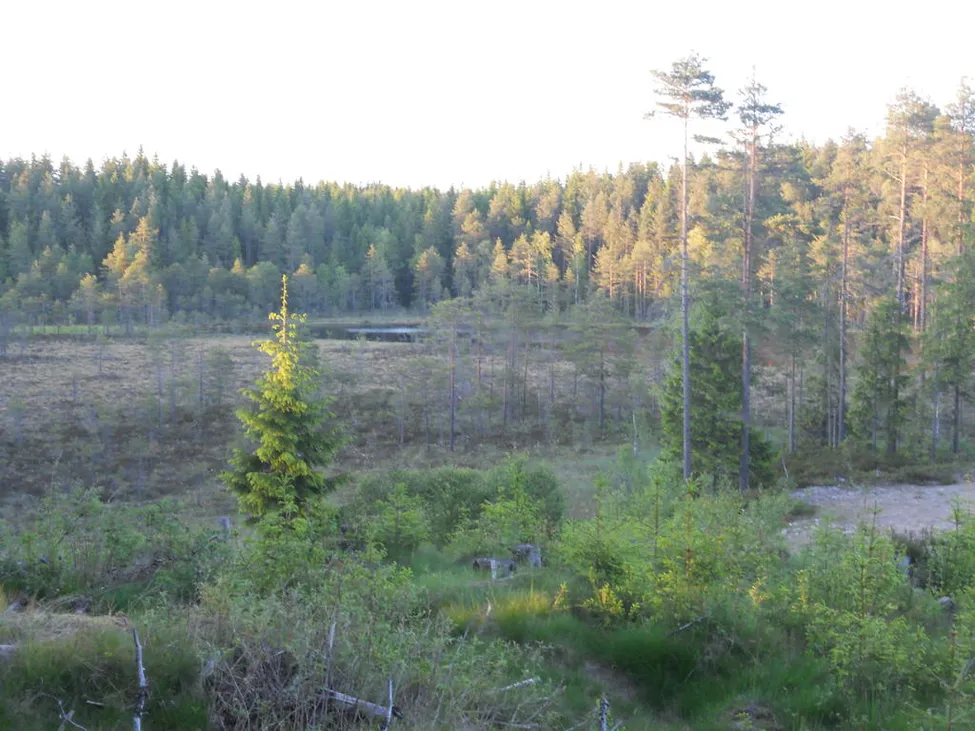 Klicka för att förstora