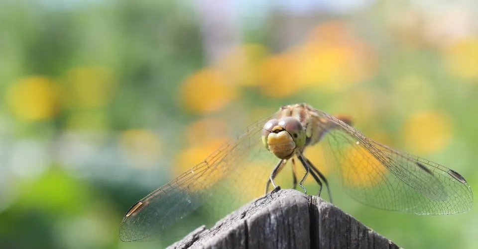 Klicka för att förstora