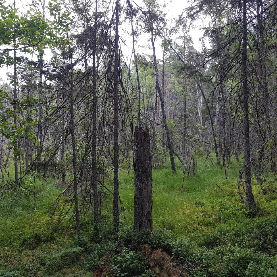 Klicka för att förstora