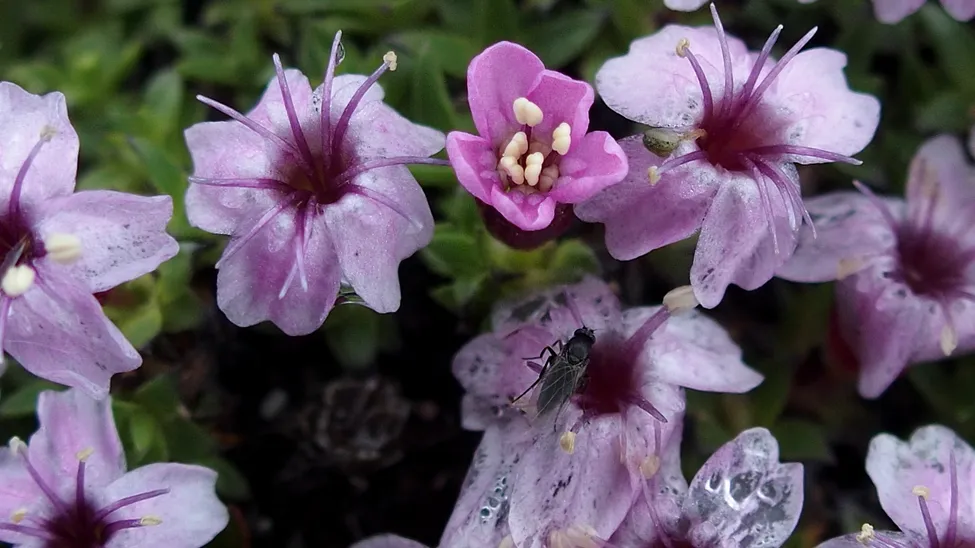 Klicka för att förstora