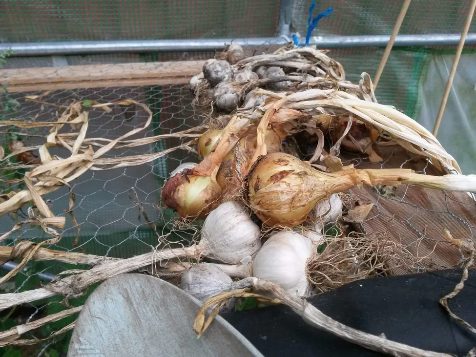 Klicka för att förstora