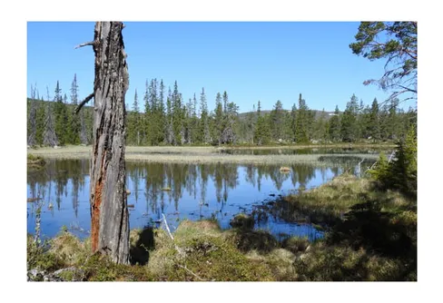 Fjällnära skog inventeras