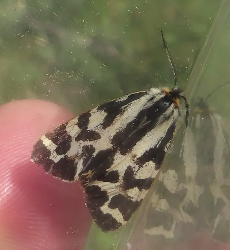 Klicka för att förstora