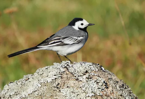 Räkna vårfåglar ersätter fågeltornskampen - 9 maj