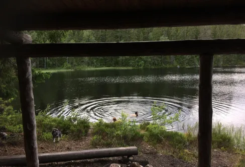 En reträtt från vargarnas skog