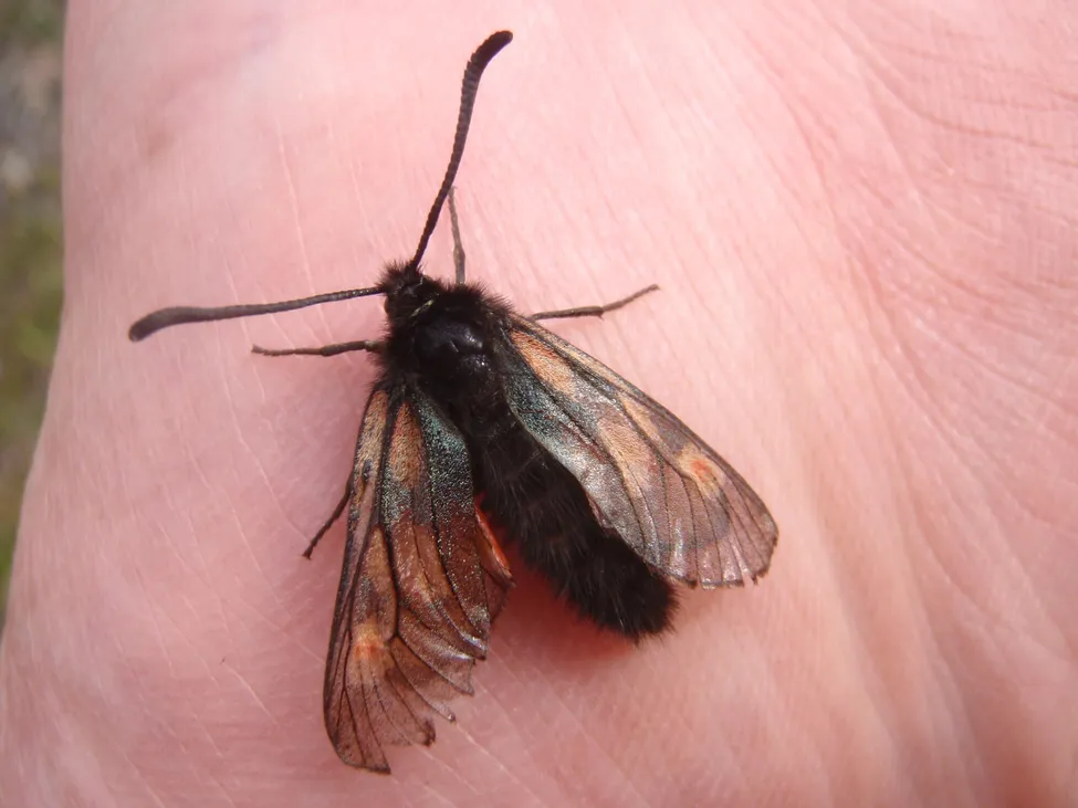 Klicka för att förstora