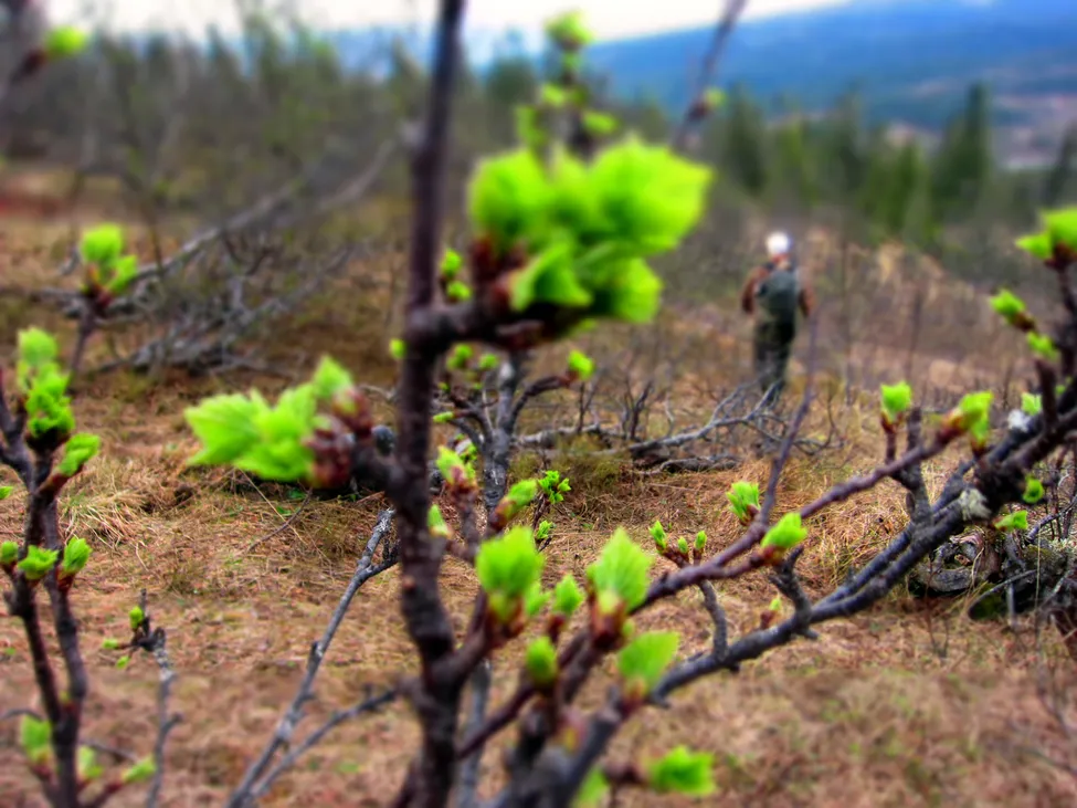 Klicka för att förstora