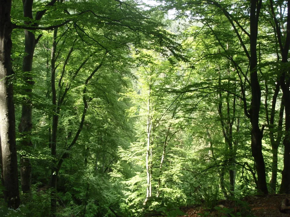 Klicka för att förstora