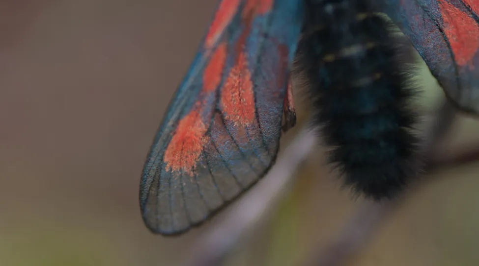 Klicka för att förstora